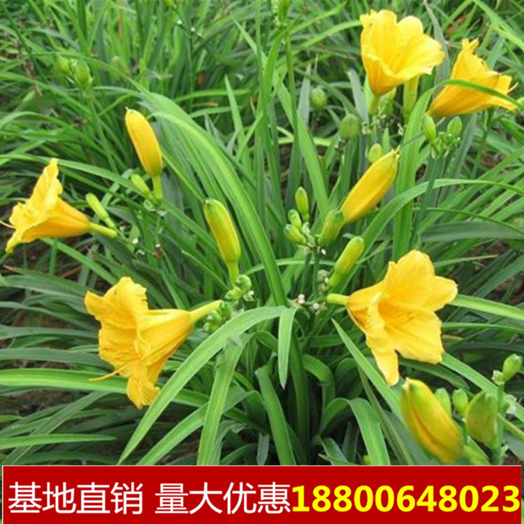 黄花菜种植苗 红花根苗 红花菜苗根 金针菜苗根 黄花菜种苗图片