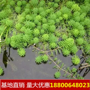 粉绿狐尾藻放放水里就会活水草大聚藻净化水质挺水生植物池塘水培