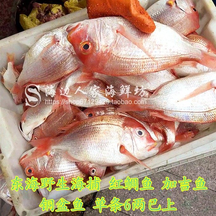 包邮3斤装东海加吉鱼新鲜红鲷鱼冷冻铜盆鱼海鲜水产品3到5条少刺