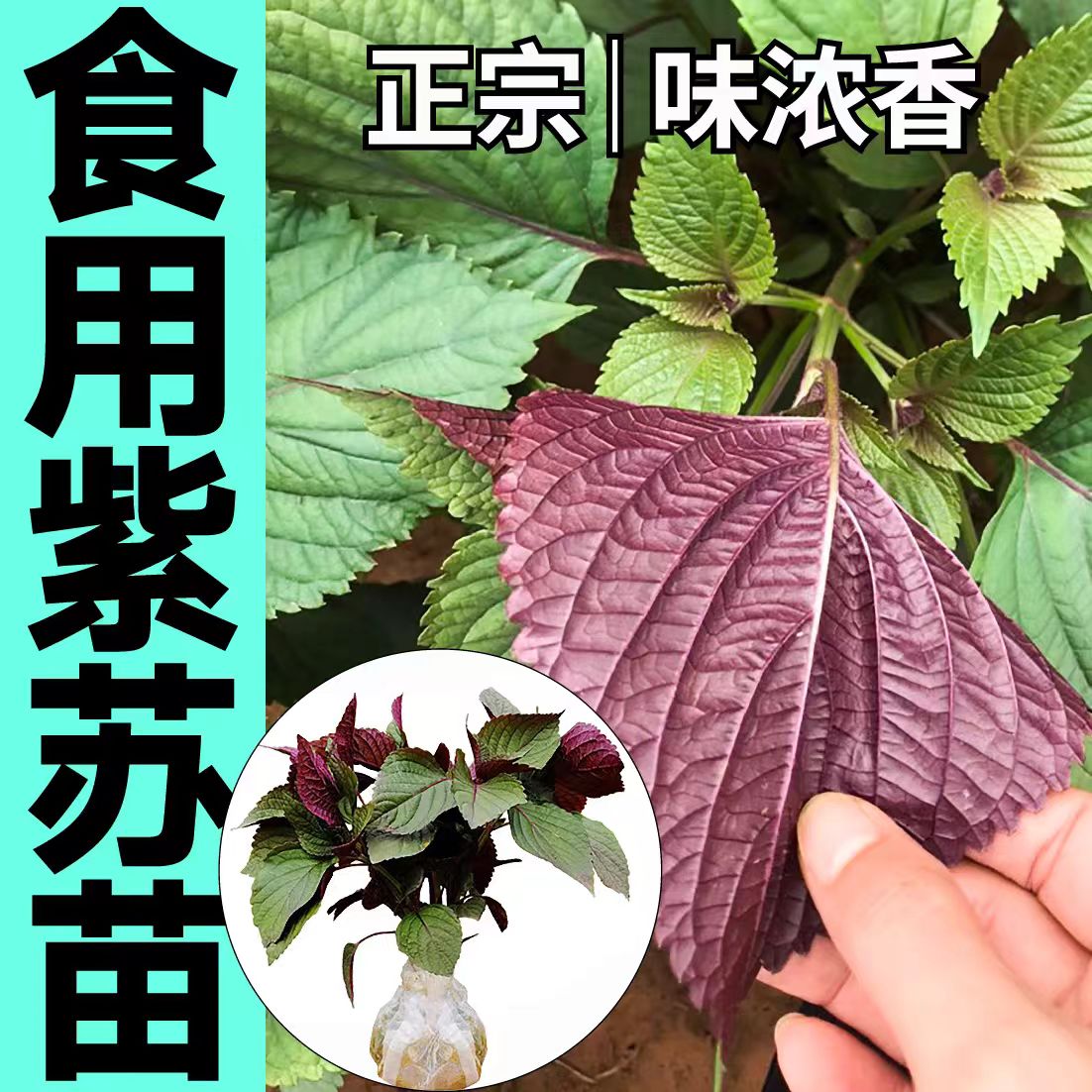 紫苏种籽子食用四季种植紫苏蔬菜种子阳台盆栽花种孑