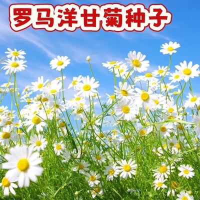 德国洋甘菊种子清香罗马小白菊花籽可切花泡茶食用花坛阳台可盆栽