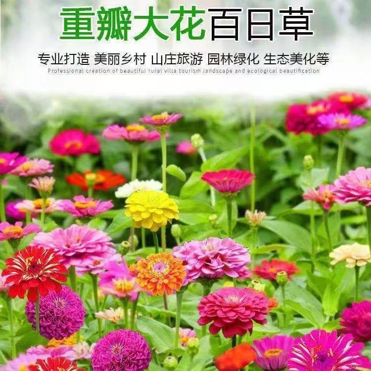 百日草草花籽格桑花花种籽子四季播种开花室外易活庭院花卉