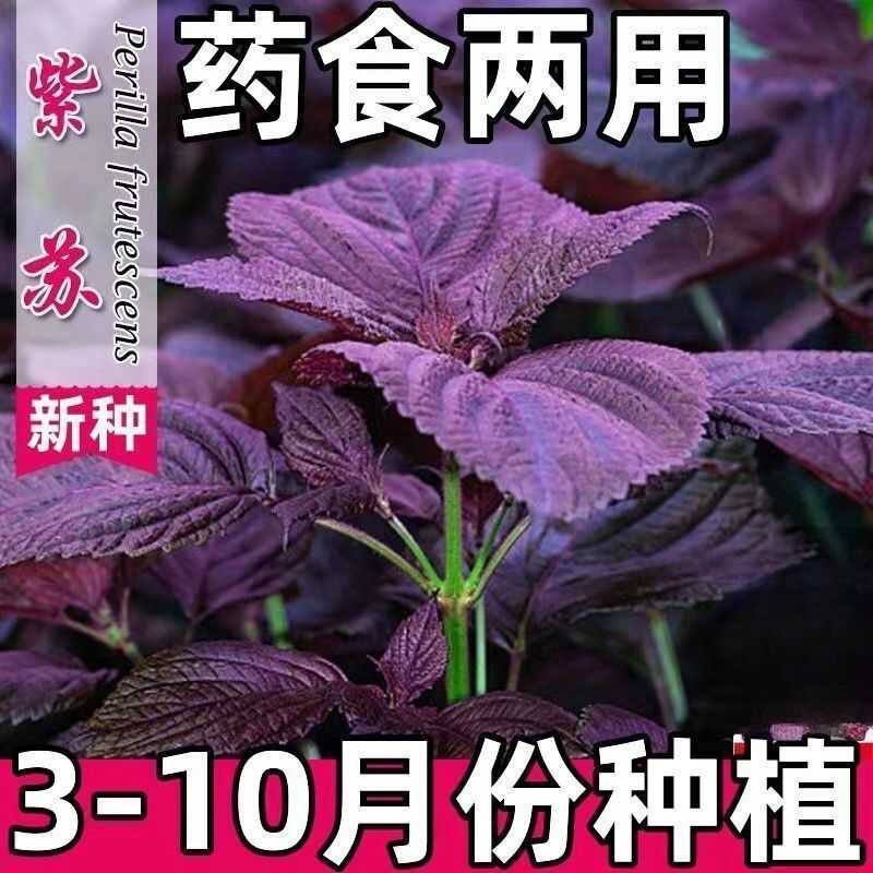 紫苏种子可食用双面红紫苏大叶紫苏种子四季耐热阳台盆栽蔬菜种子