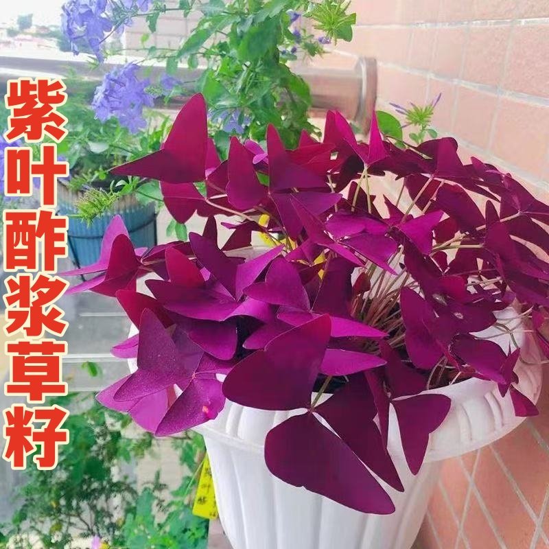 紫叶酢浆草种子浆草幸运草红叶草籽子卉盆栽绿植物花种子