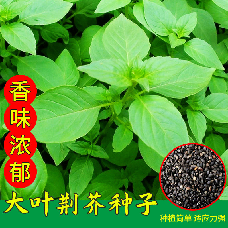 荆芥种子河南大叶荆芥菜种籽孑金芥籽罗勒种孑阳台盆栽荆棘菜籽种