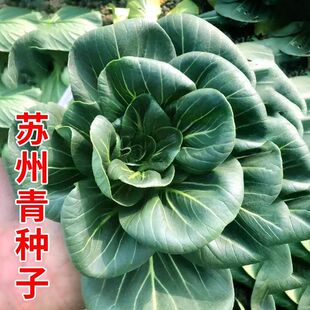 黑叶矮脚苏州青种籽四季小白菜种子黑大头青菜籽上海青菜种子大全