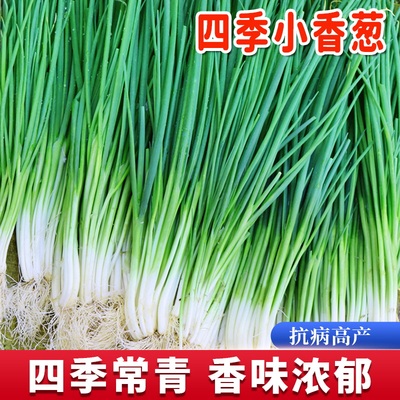 四季小香葱种子盆栽葱种籽高产小葱籽红葱头阳台农家易种蔬菜种孑