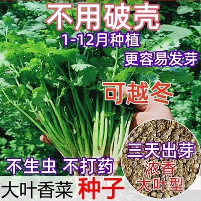 香菜种子四季可播高产易种植耐热耐寒蔬菜种子芫荽种家庭阳台盆栽