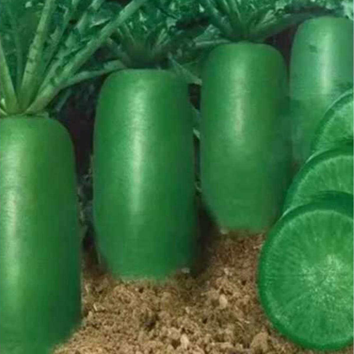 冰糖脆里外青水果萝卜种子生吃甜脆农家蔬菜四季播种沙窝绿萝卜籽,鲜花速递/花卉仿真/绿植园艺,家庭园艺种子,淘宝优惠券,粉丝福利购,淘宝优惠卷