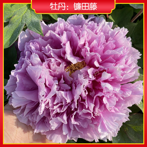 牡丹【镰田藤】庭院地栽 阳台盆栽 菏泽正宗观赏牡丹花苗