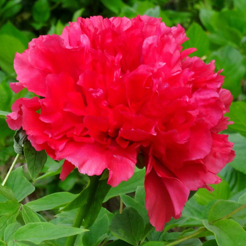 【红色系-旭日东升】 菏泽正宗观赏牡丹花苗 国色芳华 木本花卉