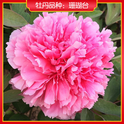 牡丹【珊瑚台】庭院地栽 阳台盆栽 菏泽正宗观赏牡丹花苗