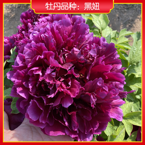 牡丹【黑妞】庭院地栽 阳台盆栽 菏泽正宗观赏牡丹花苗