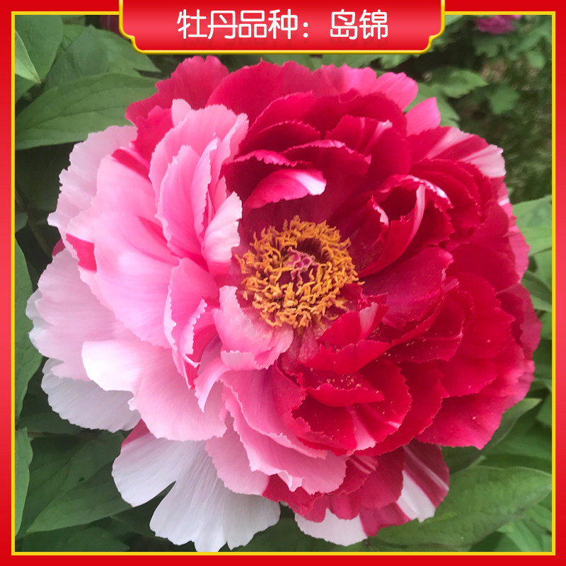 牡丹【岛锦】庭院地栽 阳台盆栽 菏泽正宗观赏牡丹花苗