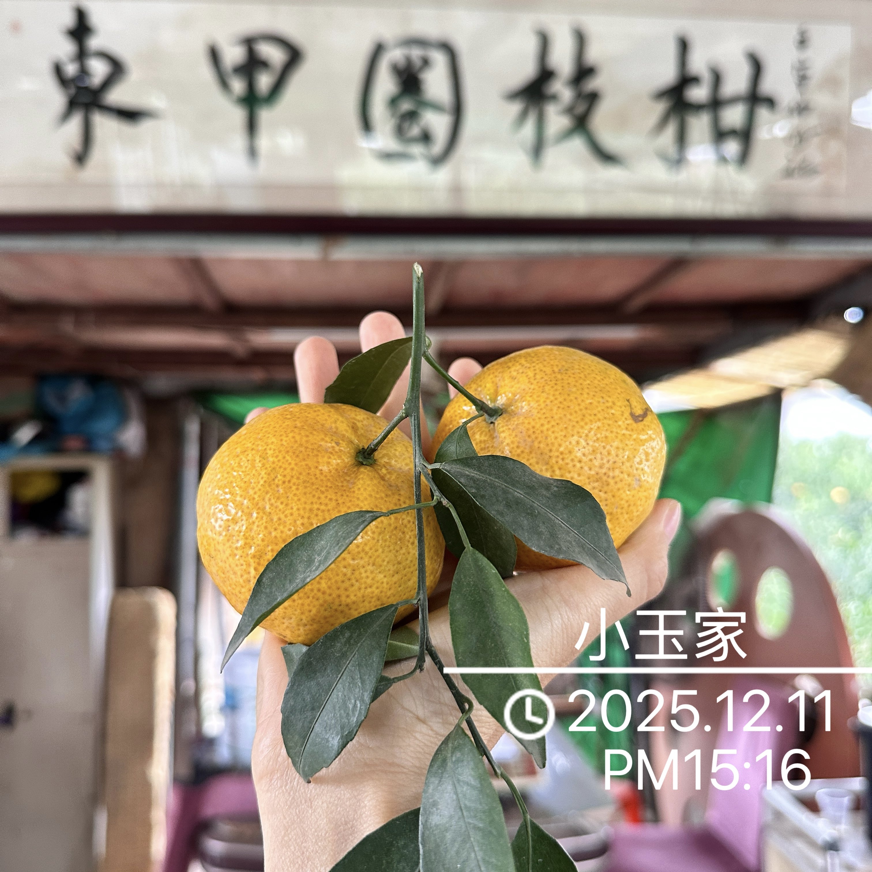 【东甲母树圈上圈鲜果】新会东甲陈皮