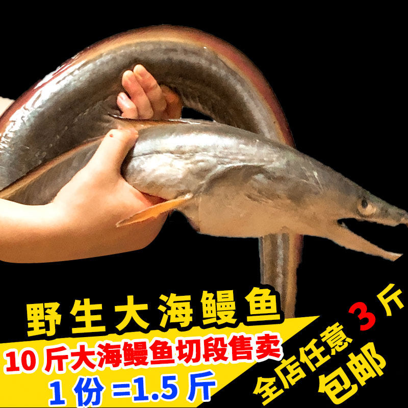 闽丰渔野生新鲜特大鳗鱼切段1.5斤鲜活冷冻福建海鳗鱼深海白鳝鱼