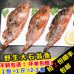 闽丰渔新鲜大石翁鱼福建500克鲜活冷冻海钓虎头鱼红斑鱼石九公鱼
