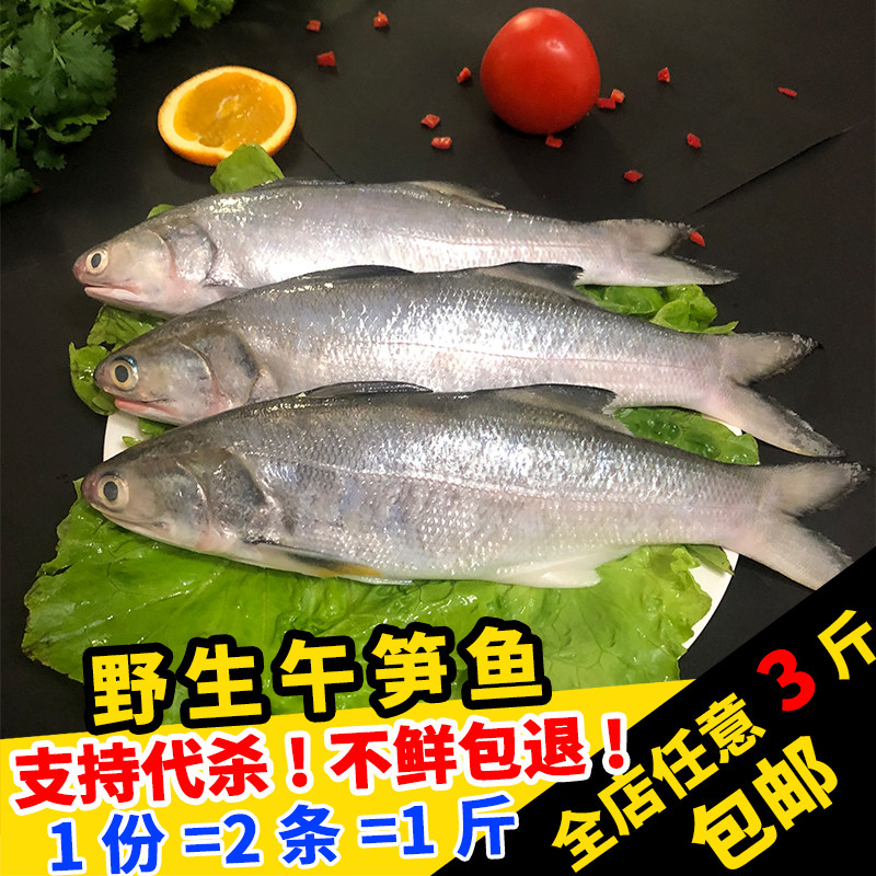 闽丰渔鲜活海钓野生午笋鱼500g福建海鲜水产新鲜马友鱼深海午鱼图片