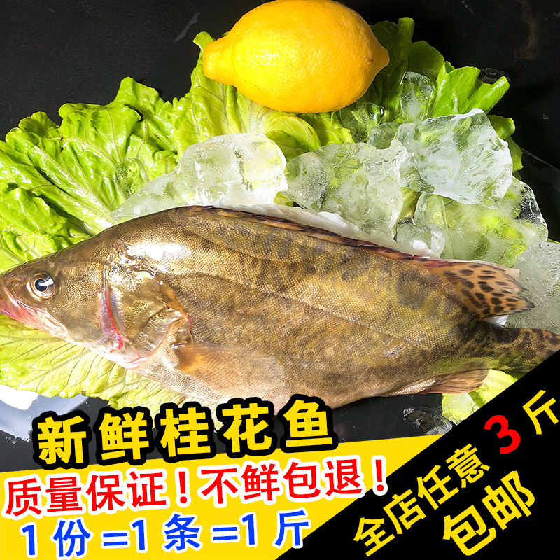 闽丰渔鲜活淡水桂花鱼500克福建新鲜活鱼现杀冷冻花鳜鱼季花鱼