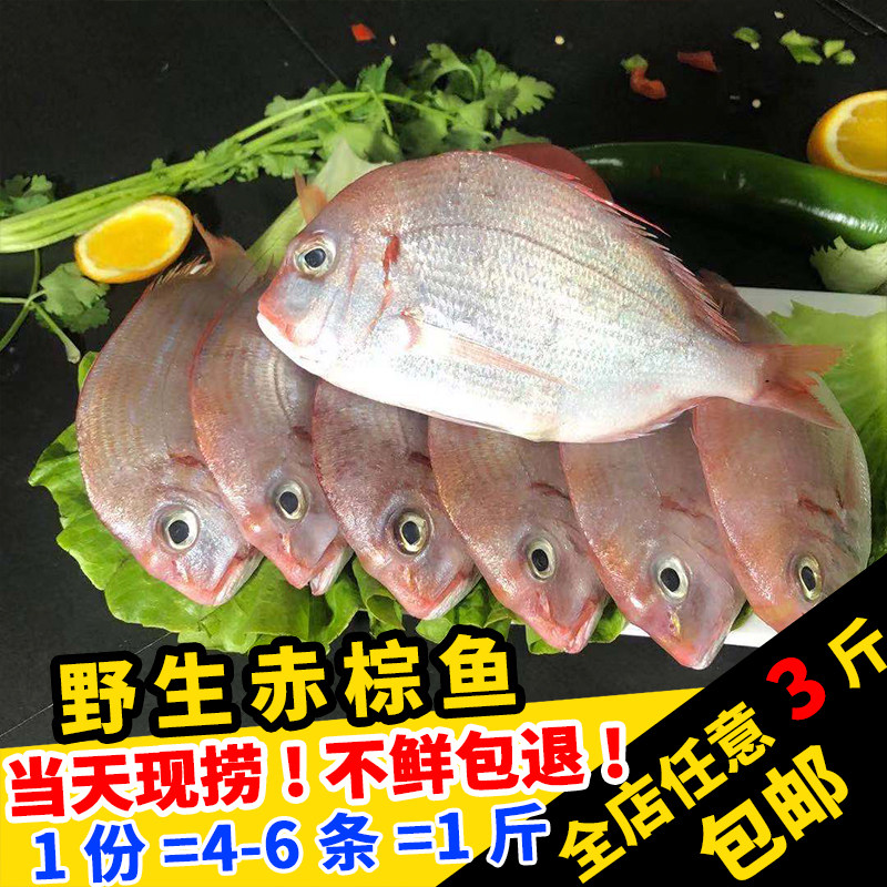 闽丰渔野生新鲜赤鯮鱼500g鲜活水产冷冻真鲷鱼台湾海峡深海赤棕鱼