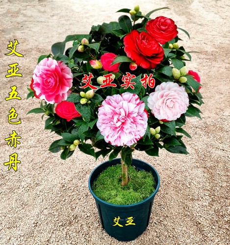 五色赤丹茶花盆栽树苗带花苞室内花卉阳台苗好养绿植四季长青精选 - 封面