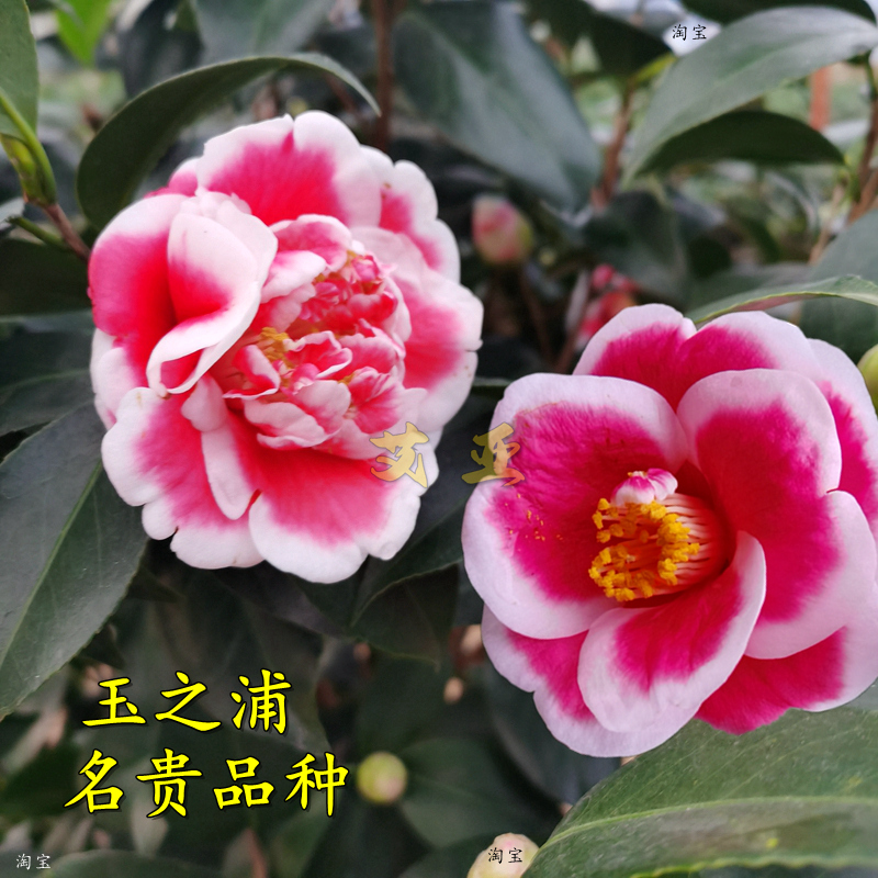 玉之浦又名友之浦茶花树苗带花苞阳台花卉庭院绿植名贵品种太阳花