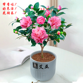 香妃山茶花树苗室内盆栽花卉四季 庭院老桩绿植当年开花浓香型精选