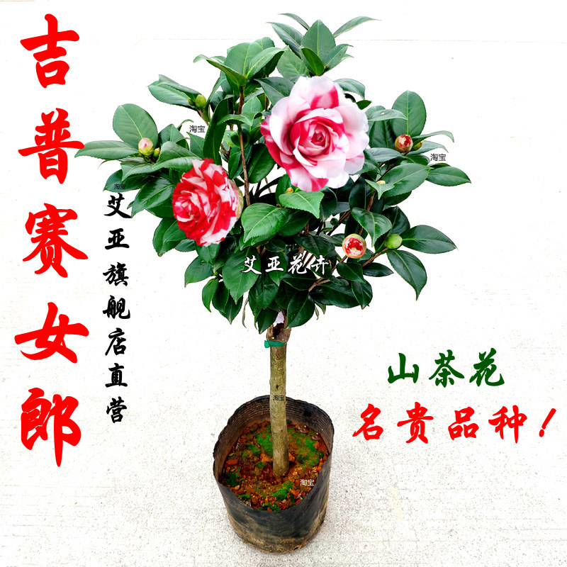 吉普赛女郎茶花盆栽树苗福建名贵稀有品种室内绿植阳台花卉苗精选