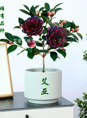 墨川茶花盆栽名贵树苗超墨双墨系列开黑色黑红色稀有阳台花卉精选