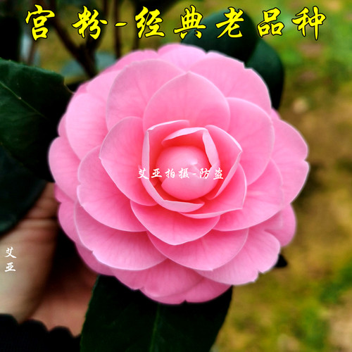 宫粉山茶花盆栽树苗经典老品种！