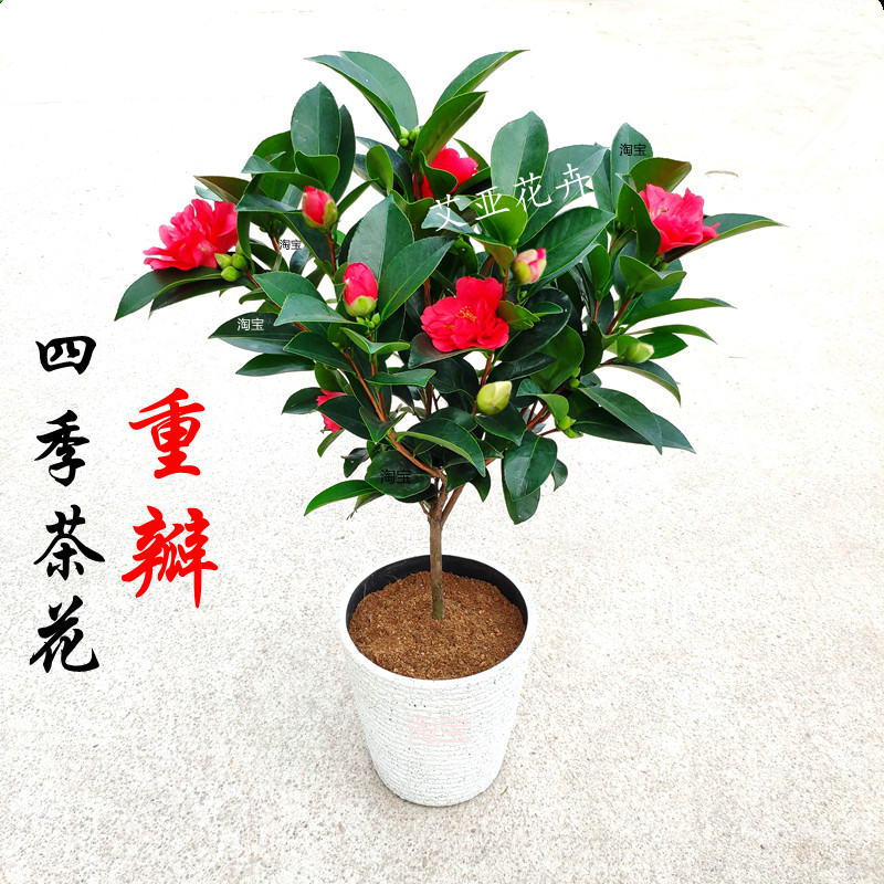 四季茶花重瓣山茶花盆栽树苗四季开花不断室内阳台盆景绿植苗花卉