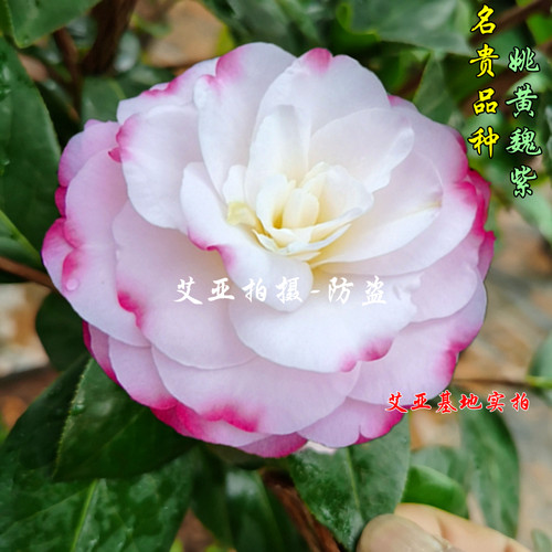 姚黄魏紫名贵山茶花原生基地正品