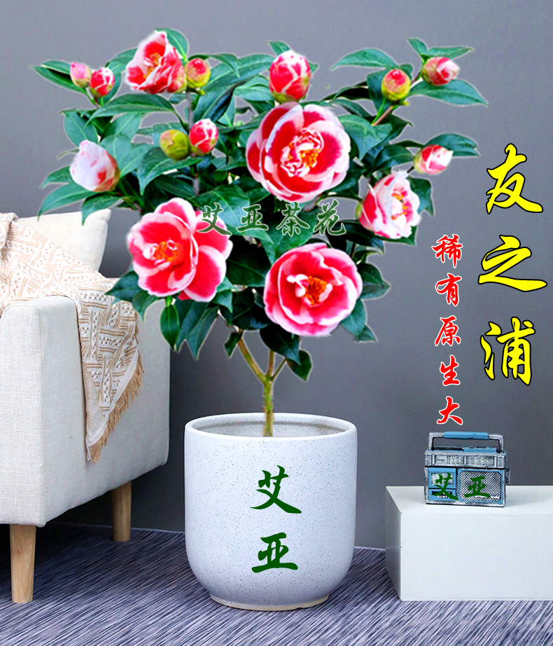 名贵品种花色奇特精选品质