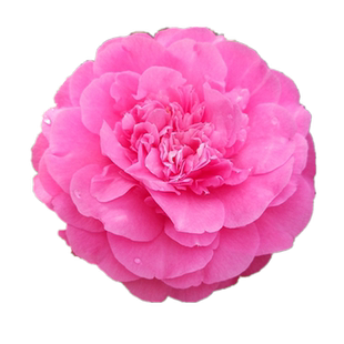 黛比山茶花树苗室内盆栽阳台花卉名贵品种庭院绿植重瓣型大花精选