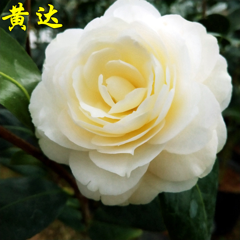 黄达茶花盆栽树苗金丝雀黄色花名贵品种山茶阳台花卉庭院植物精选,鲜花速递/花卉仿真/绿植园艺,时令草本花卉,淘宝优惠券,粉丝福利购,淘宝优惠卷