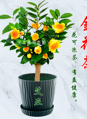 金茶花盆栽树苗室内盆栽花卉庭院老桩大棵金花茶金黄色花盆景精选