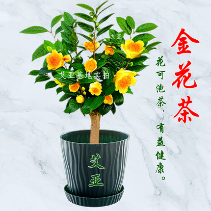 金茶花盆栽树苗室内盆栽花卉庭院老桩大棵金花茶金黄色花盆景精选