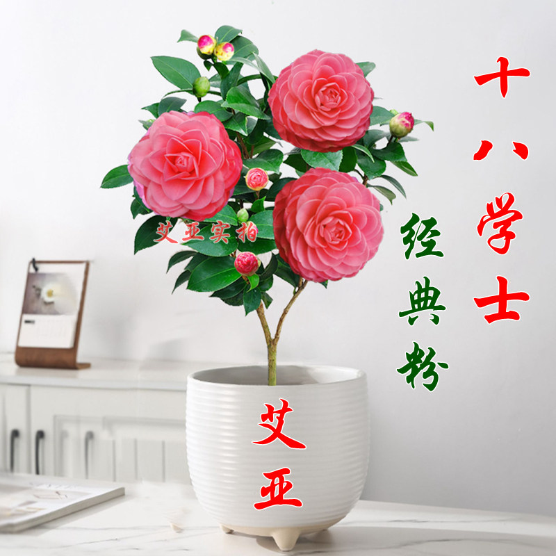 经典粉色十八学士茶花庭院办公室图片