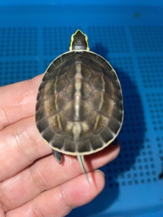 2025年线杂安布头苗马来闭壳龟苗金黄头线带背线安布苗