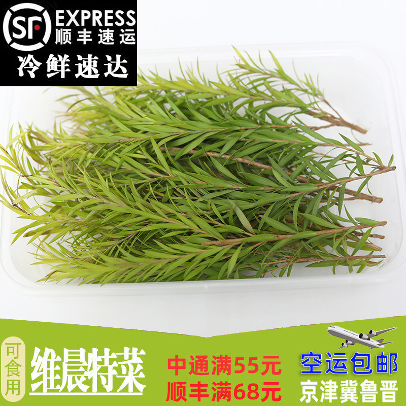 新鲜黄金香柳 西餐日料摆盘装饰15g