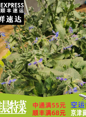 新鲜琉璃苣食用花  鲜花  蓝星花西餐酒店摆盘装饰