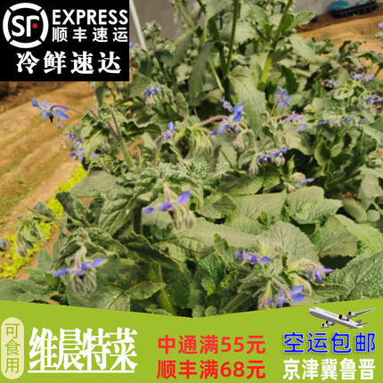 新鲜琉璃苣食用花  鲜花  蓝星花西餐酒店摆盘装饰