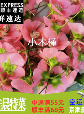 新鲜迷你木槿花 可食用鲜花 西餐酒店装饰摆盘朵