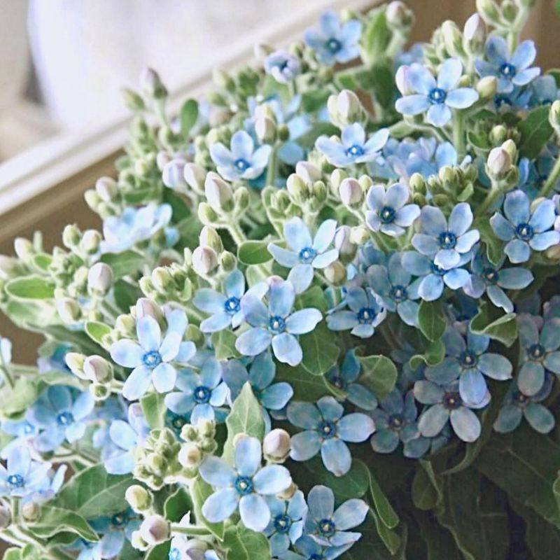 圆瓣蓝星花天蓝尖瓣木花苗阳台切花植物盆栽庭院耐热南方夏季开花
