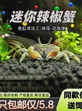 迷你辣椒蟹活体爬宠微景观淡水礼物观赏蟹可深水除藻清洁工易活