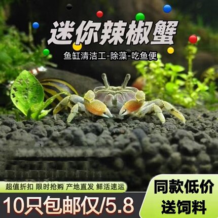 迷你辣椒蟹活体爬宠微景观淡水礼物观赏蟹可深水除藻清洁工易活