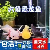 六角恐龙鱼淡水宠物鱼冷水观赏鱼新手简单饲养六六萌宠可爱易活