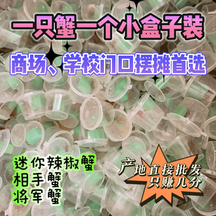 辣椒蟹批发观赏蟹水族活体特小螃蟹相手蟹寄居蟹摆摊家养活 螃蟹