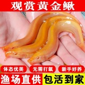 黄金泥鳅观赏鱼工具鱼垃圾鱼金龙冷水淡水耐活好养观赏发财风水鱼