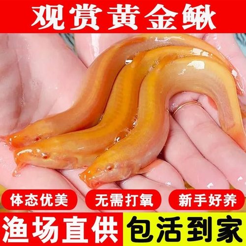 好养活观赏鱼3包邮黄金泥鳅淡水